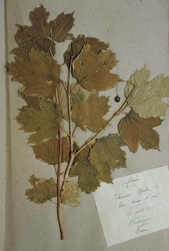 Viorne obier, Viburnum opulus L. Herbier Richelmi. Collection, Roudoule, écomusée en terre gavotte.