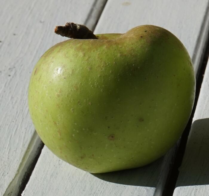 Pomme "Graine d'hiver". Photo Pauline Mayer